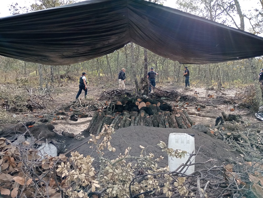 Denuncian tala de árboles en Parque Metropolitano - Quadratin Bajío