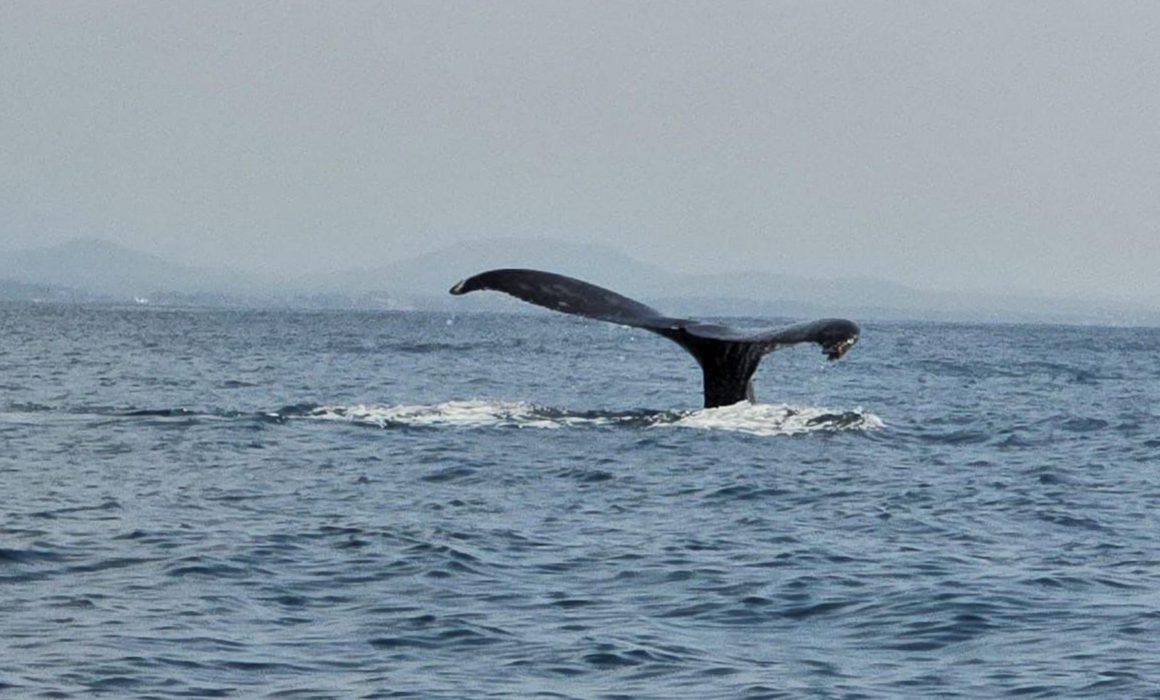 Ballenas