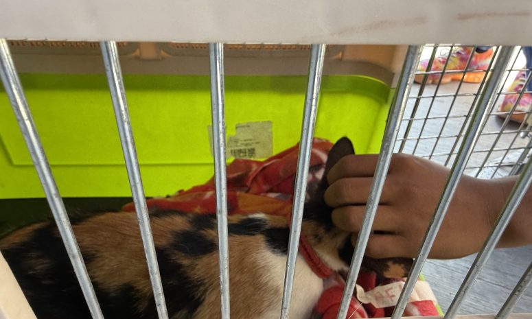 Supera Irapuato meta en jornada de esterilización de perros y gatos