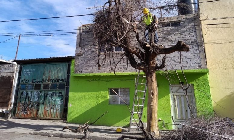 Refuerzan mantenimiento de arbolado en León