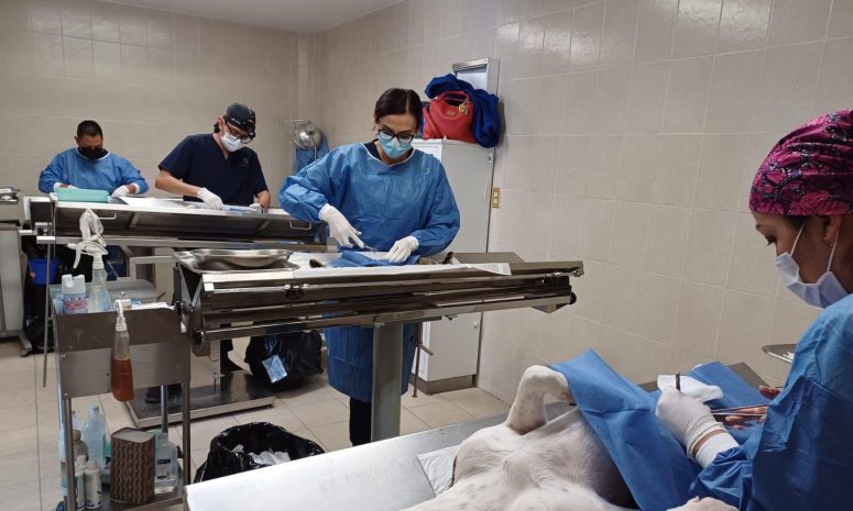 Esterilizaron a más de 4 mil perros y gatos en Guanajuato