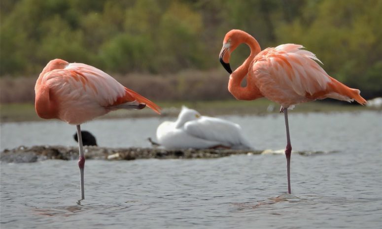 Revive Presa El Palote de León: santuario para aves migratorias