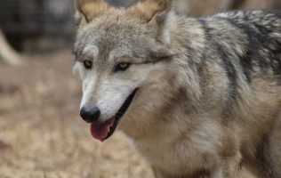 escapan lobos, zoológico de León