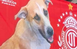 Toluca, apoyo a lomitos