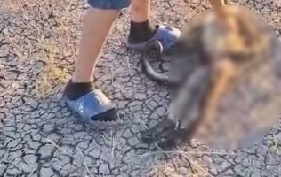 Mono araña, zoológico de León,