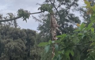 ZooLeón, Ale Gutiérrez, inversiones