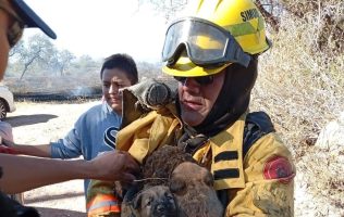 Bomberos, Guanajuato Capital, rescate, cachorros