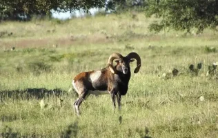 borregos, ataque, perros, zoológico de León