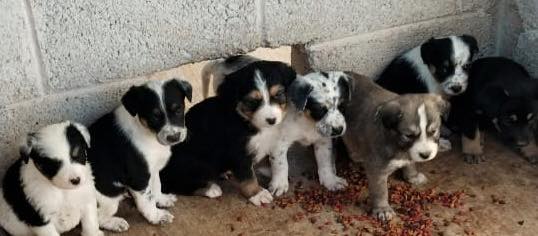 Adopciones San Luis de la Paz
