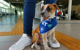 Patitas, SIT, mascotas, navidad, adopción