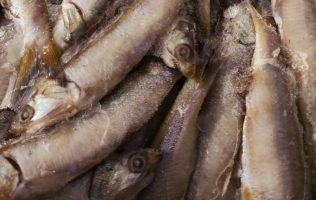 alimento, Zoológico de León