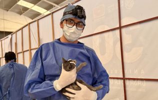 San Luis de la Paz, Esterilizaciones