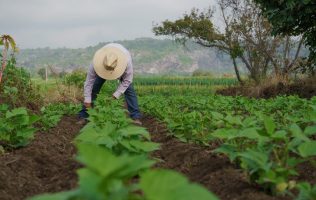 Abren Syngenta e IECA convocatoria para 300 becas de capacitación agrícola en línea