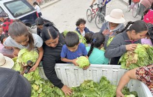 donación de lechugas, Romita