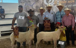 Secretaría del Campo, ovino