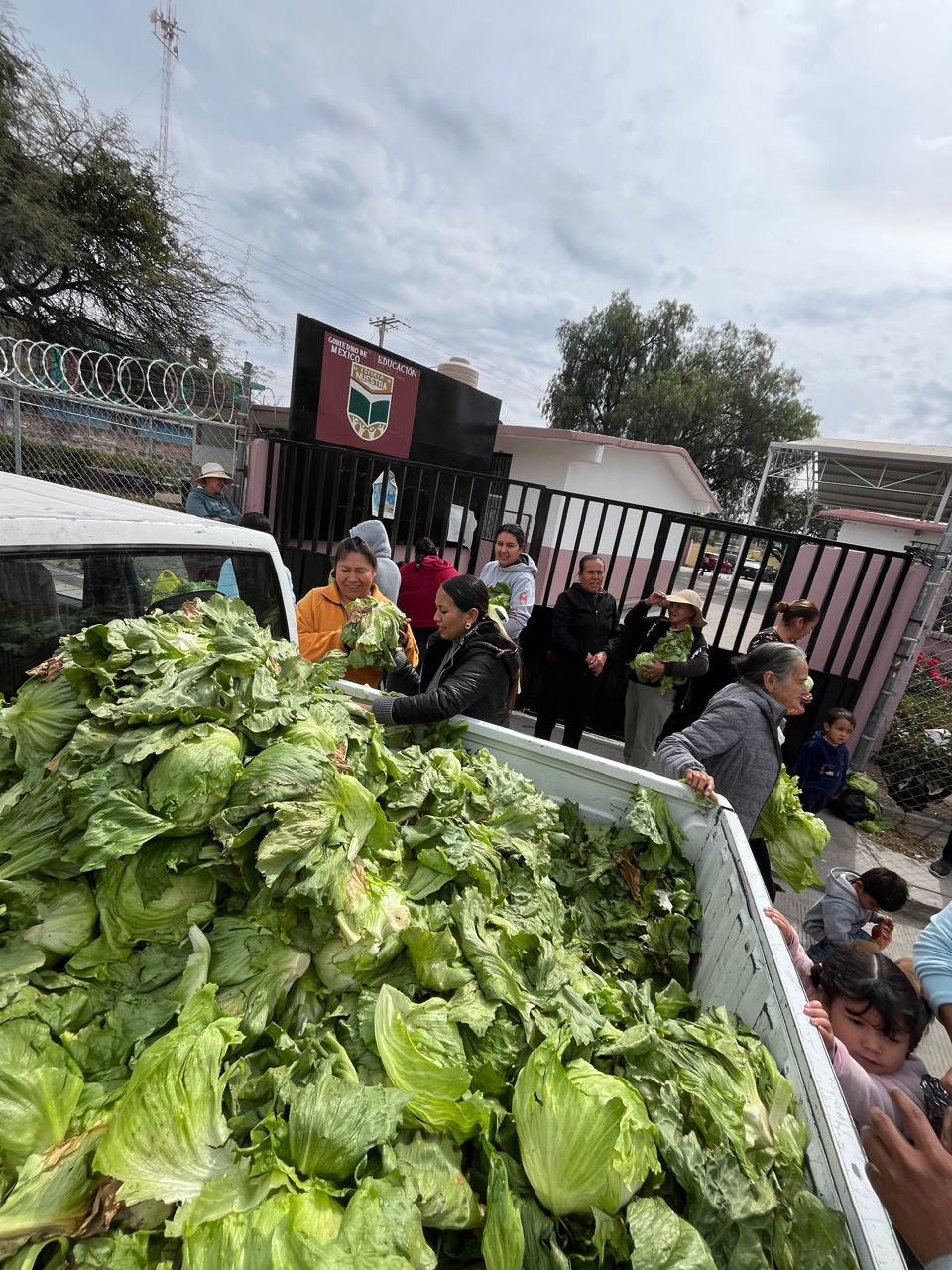 Entrega de lechugas