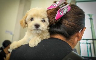 Recibe Hospital de Mascotas León 450 galardón nacional de ANAC
