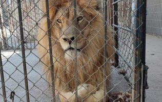 leones africanos en Celaya