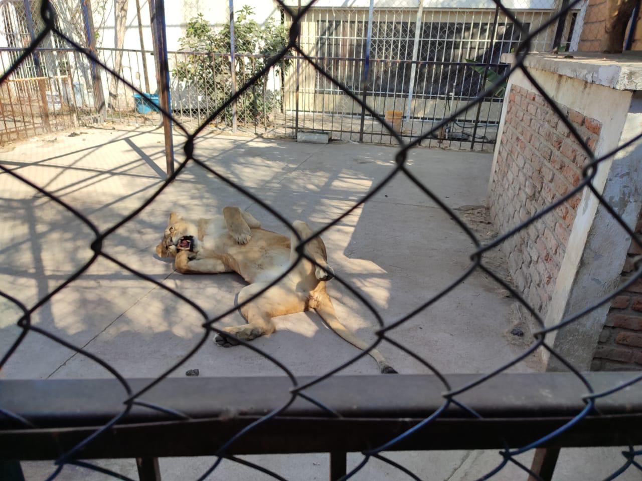 rescatan leones africanos en Celaya