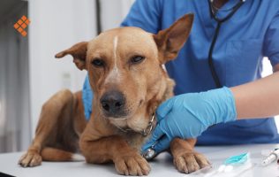 Recibe Umaba Mérida 215 denuncias por maltrato animal en enero