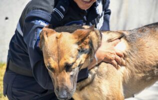 K9
