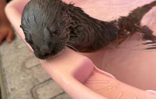 Nutria, recatada, Purísima