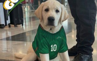 Presenta AIFA a ‘Goliat’, cachorro de apoyo emocional rumbo al Mundial