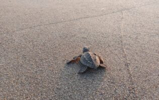 Profepa y Conanp exhortan a conservar el Santuario playa Puerto Arista