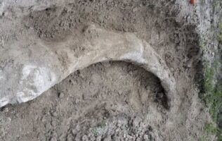 colmillo de mamut