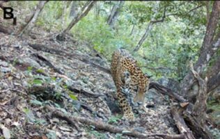 Jaguar en Guanajuato