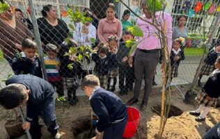 árboles de lima en Silao