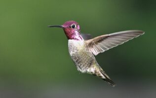 Advierte Profepa sanciones por capturar o vender colibríes en México