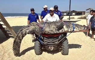 Capturan cocodrilo de 3 metros en playa de Puerto Escondido