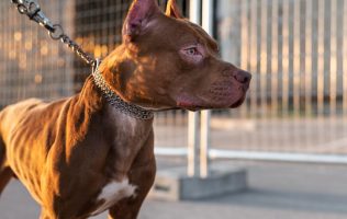 Pitbulls