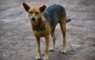 Perros y gatos callejeros