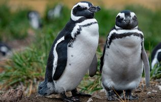 Pingüinos