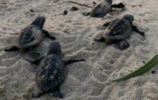 robo de huevo de tortugas