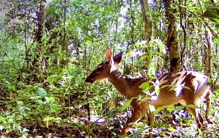 Venado