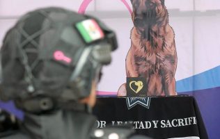K9