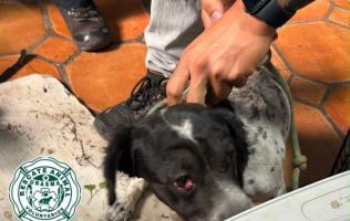 Perrito rescatado