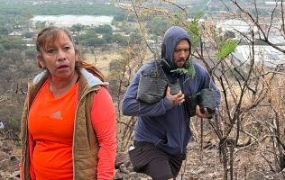 Reforestación