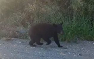 Oso