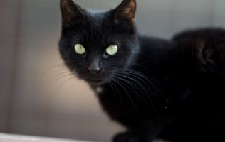gatos negros