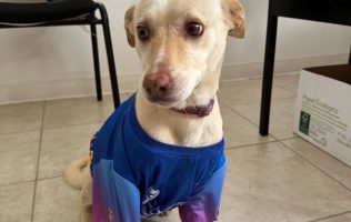 mascota