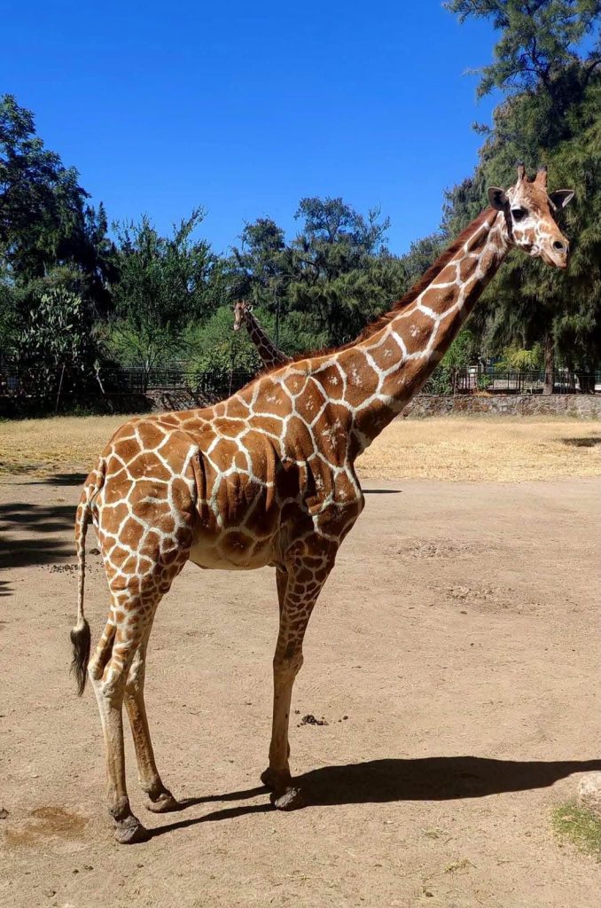 Jirafa