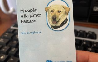 mascotas