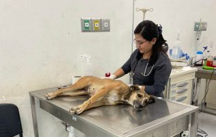 Perrita