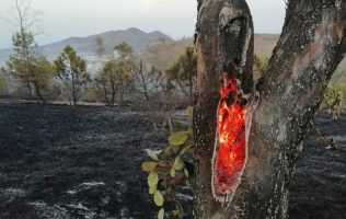 Incendios forestales