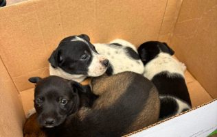 Cachorros