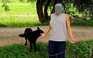 Maltrato animal